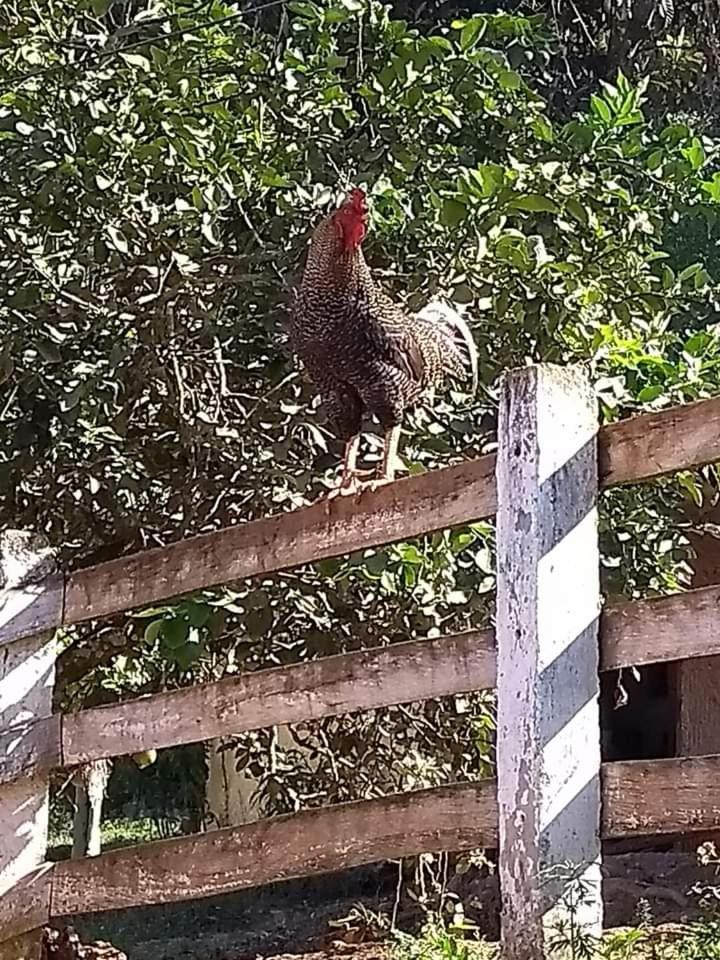 Pousada Fazenda e Pesqueiro Chalé da serra Conceição da Ibitipoca Esterno foto